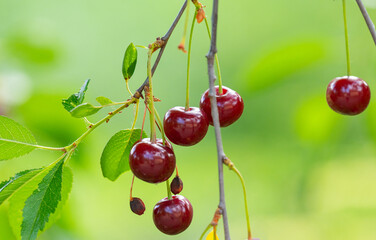 Poster - cherry berries on a tree close-up