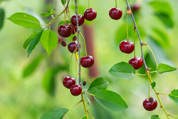 Poster - cherry berries on a tree close-up