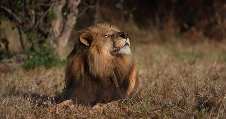 Wall Mural - lions rest in the savannah