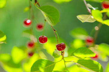 Poster - cherry berries on a tree close-up