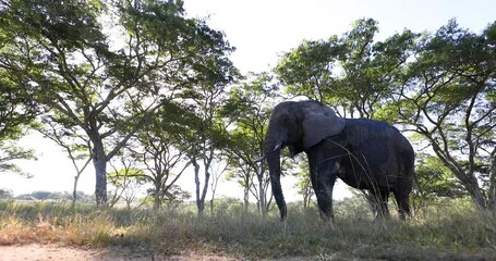 Wall Mural - An elephant eats grass in the savannah