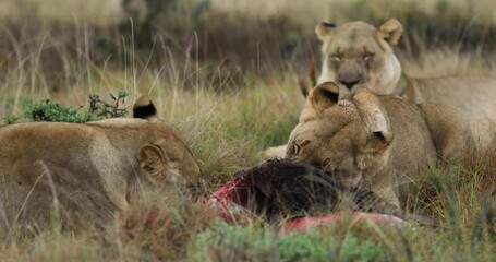 Wall Mural - lions eat a wildebeest in the savannah