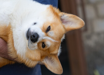 Wall Mural - close-up portrait of a welsh corgi pembroke