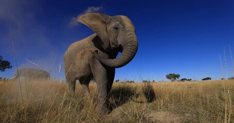 Wall Mural - An elephant throws itself from the ground in the savannah