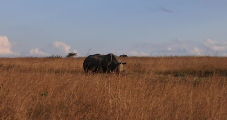 Wall Mural - White rhinos walk in the savannah