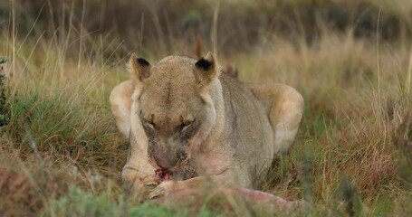 Wall Mural - Lions eat a wildebeest in the savannah