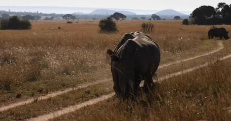 Wall Mural - White rhinos walk in the savannah