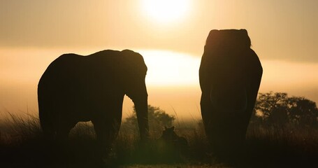 Wall Mural - Silhouette of two elephants eating grass in the savannah