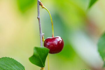 Wall Mural - cherry berries on a tree close-up