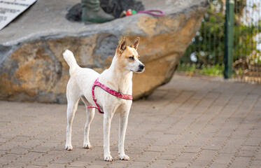 Wall Mural - dog walking in the park