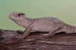 A savannah monitor is resting on a weathered tree trunk before starting its daily activities. This predatory reptile has the scientific name Varanus exanthematicus.