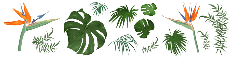 Large vector set of tropical plants and flowers on a white background. Strelitzia plant, palm leaves and other tropical plants. Vector illustration