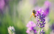 Honey bee pollinating lavender flowers. Plant decay with insects.
