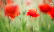 Flowers Red poppies blossom on wild field in summer
