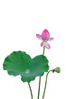 Pink lotus flower and leaf PNG