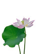 Pink lotus flower and leaf PNG