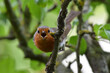 A European Robin song bird sounding its alarm call looking at the camera close up