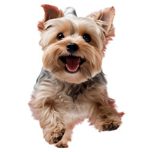 A Happy And Cute Jumping Yorkshire Terrier Dog In The Air On A Transparent Background, Generative AI	

