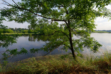 Canvas Print - Island of the Saint-Mesmin National Nature Reserve in Loire valley