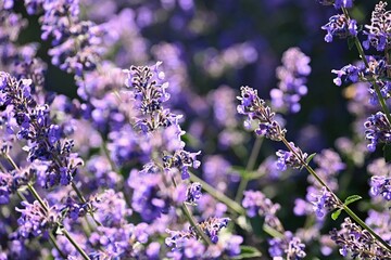 Lavender  (Lavandula). Beautiful blooming purple flower - medicinal plant. Natural colorful background.