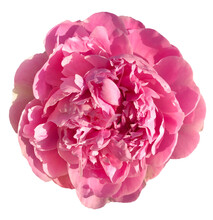 Pink  Flower Isolated On Transparent Or White Background, Png	