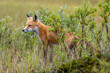 Wild red fox in Alaskan tundra. Green grass in nature.