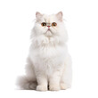 Persian Cat on transparent background	
