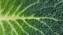 Fresh Cabbage Leaf, Cabbage Texture, Macro Shot