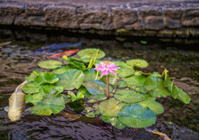 Pink Lily With Green Lily Pads And A Yellow Fish.