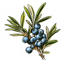 Juniper Berry Blueberry Graphic Resource Illustration