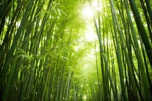 Green Bamboo Forest With AI-Generated Images.
