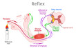 Reflex arc, action. Somatic receptors in the skin, muscles and tendons, message to brain, pathway. Stimulus, hot, touch. sense, effector muscle, spinal cord, sensory motor neuron. Illustration vector