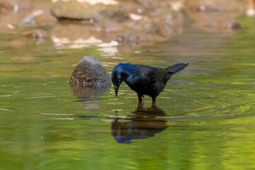 Canvas Print - The common grackle (Quiscalus quiscula)  looking for food for the young in the creek