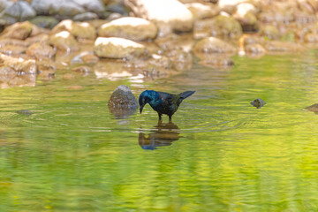 Canvas Print - The common grackle (Quiscalus quiscula)  looking for food for the young in shallow water in a creek