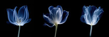 Set Of Realistic Illustrations Of Flower In X-rays. Blue Petal On Dark Background. Horizontal Banner With Space For Text. Concept Of Checking Health, Wellness, Growing Plants, Botany. Generative AI