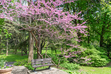 Rosetta McClain Gardens Bench Under Shade Made Of Eastern Red Tree Or Judas Tree. Surrounded By Garden Flora. Picturesque Public Garden Located In Scarborough, Ontario, Canada. Scarborough Bluffs Area