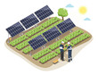 Smart Solar Farming with agriculture system solar panels between vegetable  fram area ecology  isometric isolated cartoon vector