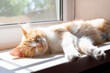© Natalia - fluffy cat sleeps on the windowsill illuminated by the morning rays of the sun. The life of a cat.