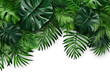 Tropical green leaves various isolated on white background