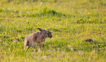 European Hare (Lepus Europaeus) In The Meadow At Sunset