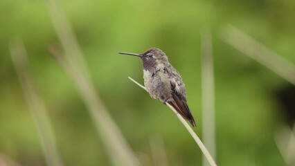 Wall Mural - A male Anna's hummingbird perched on the end of a yucca leaf sits quietly in a gentle summer rain storm. When a breeze ruffles his feathers he fluffs them up.