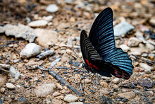 Great Mormon Butterfly On The Salt Lick