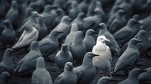 Standing Out From The Crowd , White Bird Standing Between Man Gray Birds, Generative AI.