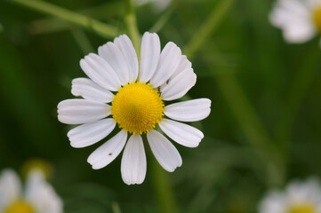 Poster - White flowering chamomile. Beautiful wildflowers. Medicinal packaging.