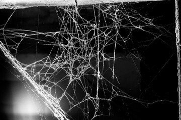 Wall Mural - spider web,on a dark background, abstraction