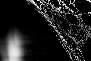 Wall Mural - spider web,on a dark background, abstraction