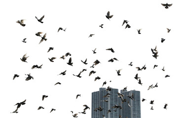 Wall Mural - Silhouettes of pigeons in flight isolated on transparent background. (PNG File)