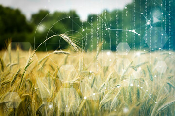agricultural technologies on the farm. wheat field with holographic data and technology. agricultura