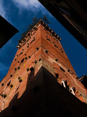 Wall Mural - Lucca city landmark. View of the 14th century iconic Guinigi Tower with its characteristic holm oak trees from below