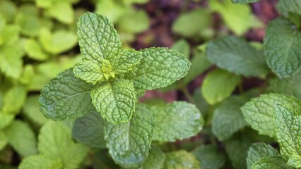 Wall Mural - Herbal garden with fresh mint herb sprinkled with water